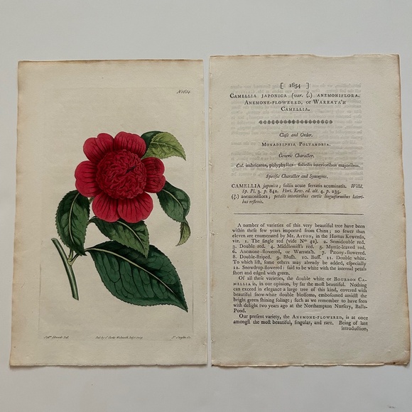 6 Curtis 1800’s Hand-colored Engravings Peony, Hibiscus, Camellia, Water Lily - Picture 5 of 13